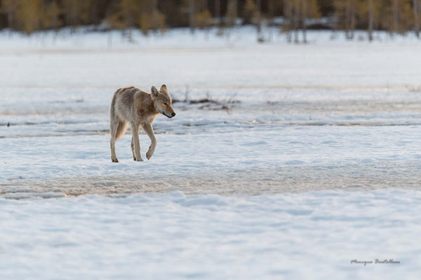 Loup