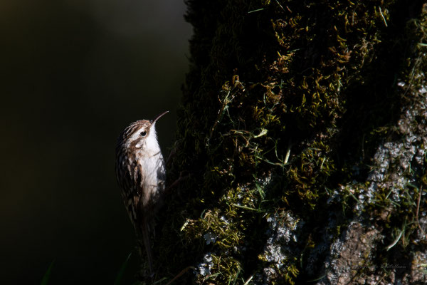 Grimpereau de l'ombre