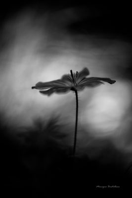 fleur de la forêt