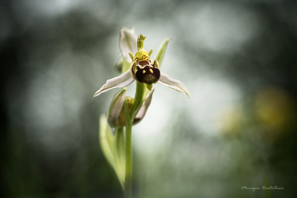 Sourire de printemps : ophrys abeille