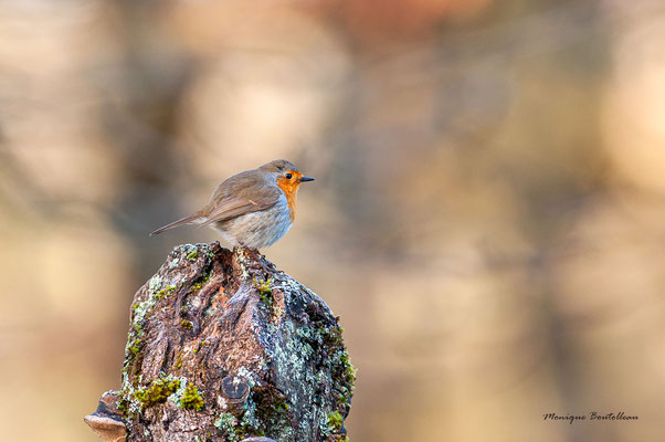 rouge gorge perché