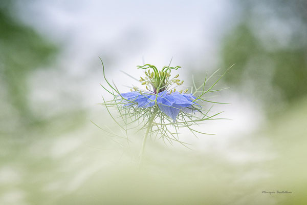 Dans les nuages - Nigelle de Damas