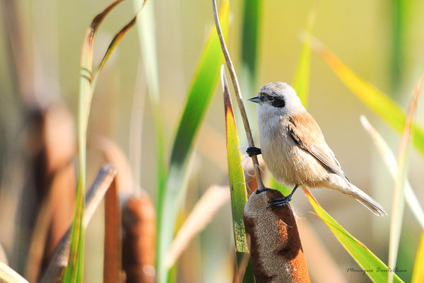 Rémiz penduline