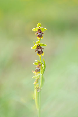 Ophrys mouche des causses