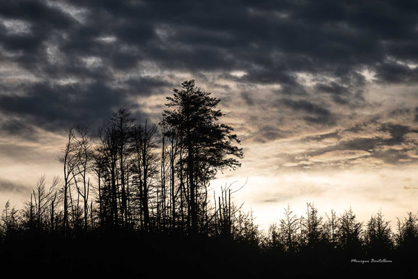 Lever d'arbres