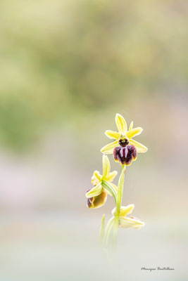 Prime time - Ophrys occidentalis