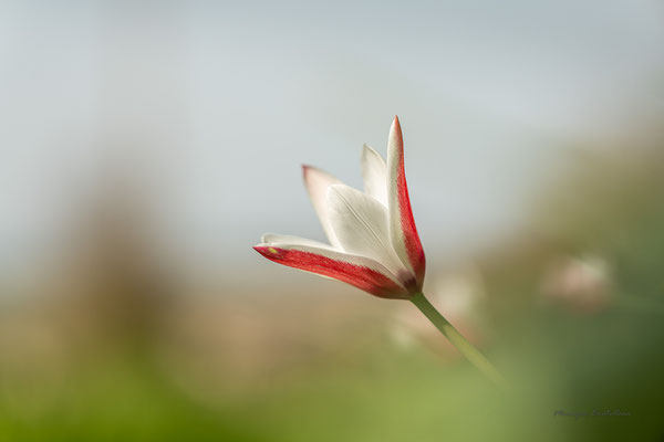 En rouge et blanc - Tulipe sauvage