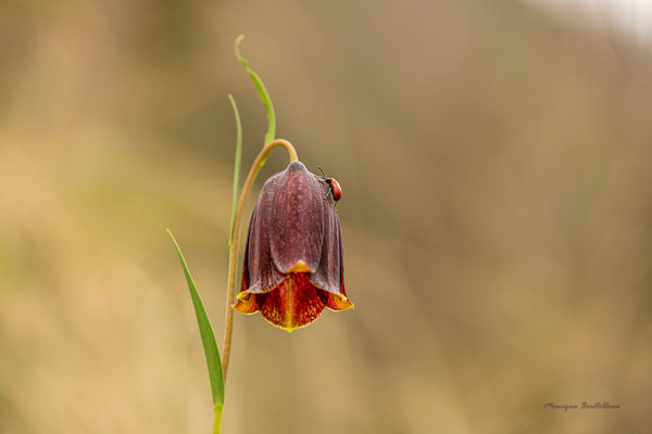 Fritillaire des Pyrénées 4