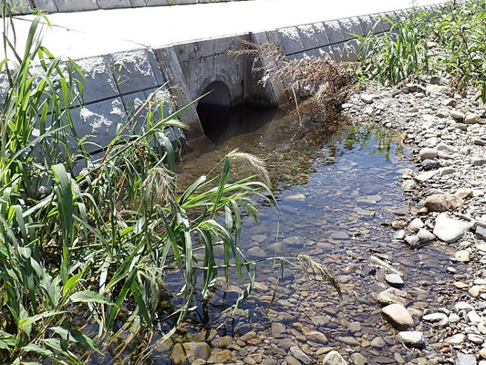 排水口の緩やかな流れにメダカが泳ぐ