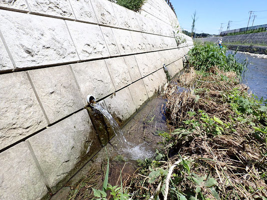 左岸側から湧水が吹き出す