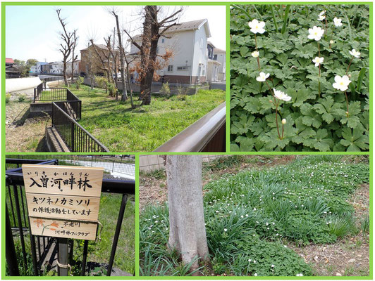 西武新宿線橋梁下流の河畔林に真っ白な「ニリンソウ」の花が咲きました。工事により伐採、強剪定がされましたが「キツネノカミソリ」は葉を出し、ニリンソウの花が咲き、喜びの瞬間でした。　　　　　　　　　　　2023年4月1日　入曽河畔林 　　　　狭山市南入曽　