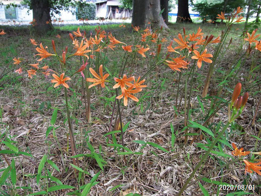 入曽の河畔林で今年もキツネノカミソリが咲きました。