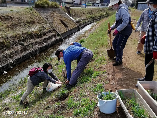 浸水対策工事が進み河畔樹が伐採されました。護岸工事が始まる前に「キツネノカミソリ」の掘り起こしをしました。工事後に再び不老川の河畔林に戻します。狭山市南入曽 　 新入曽橋上流にて