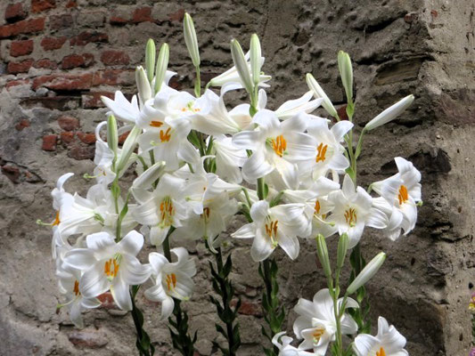 Lilien an mittelalterlicher Mauer