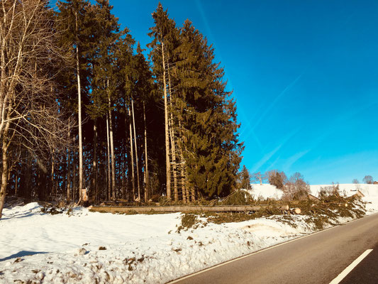 Feuerwehr Ermengerst - Straßensperre wegen umgestürzten Baum in der Römerstraße (Ermengerst)