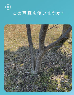 桜の健康状態まで管理できるアプリ
