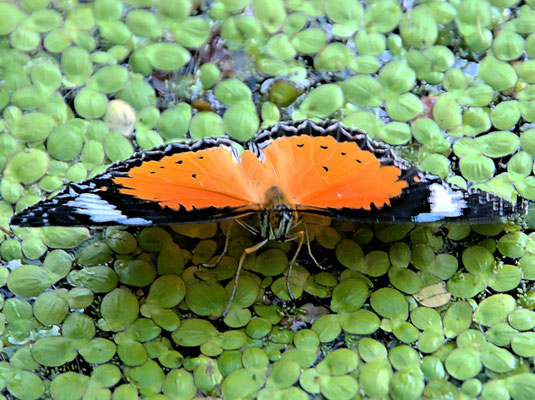 bot_garten_©as