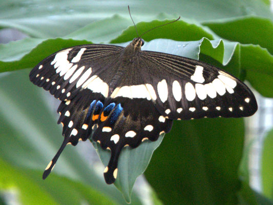 Schmetterling©as