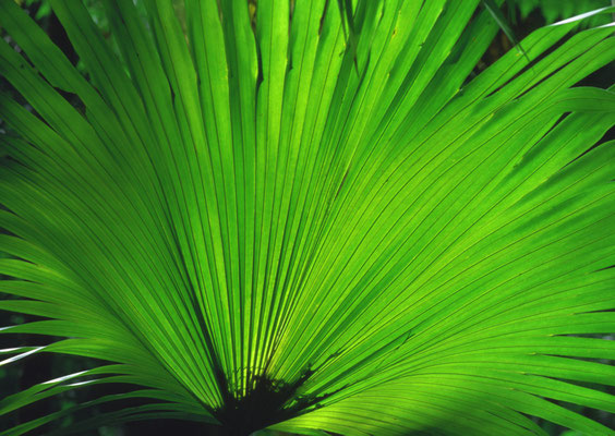 C02.0003.4.N.AU02_21 Palmblatt ©hn