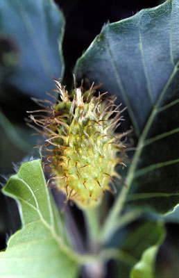 C04.0026_Buchenfrucht_©hn