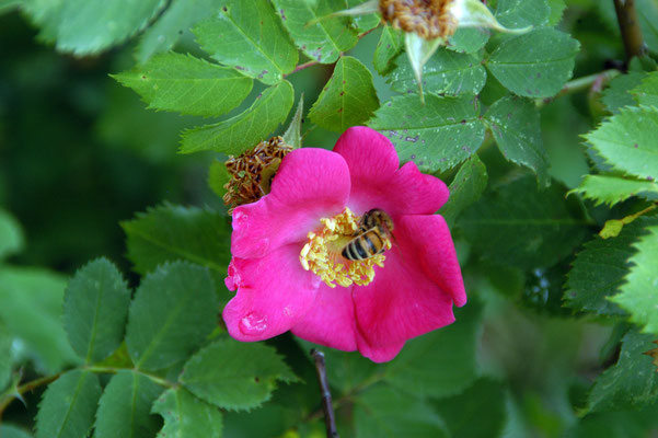 DSC_1864_Heckenrose_©hn