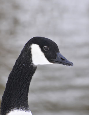 Gans im Winter©as
