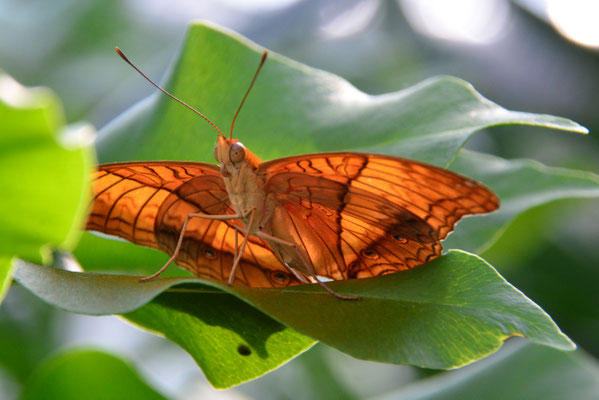 schmetterling©dw