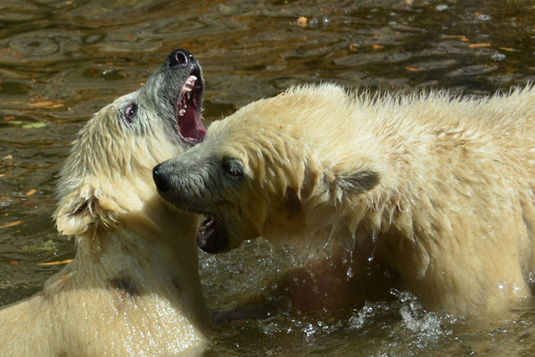 tierpark_©foto5 dw