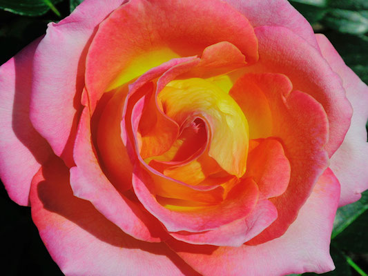 Rose©as