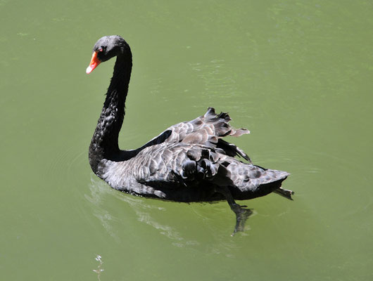schwarzer_schwan©as
