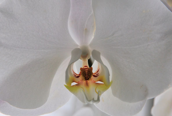 3288-1weisse orchidee-©as