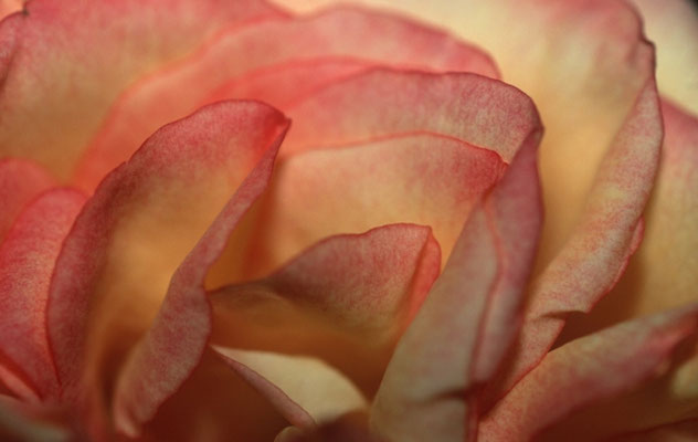 1_53.rose-©as