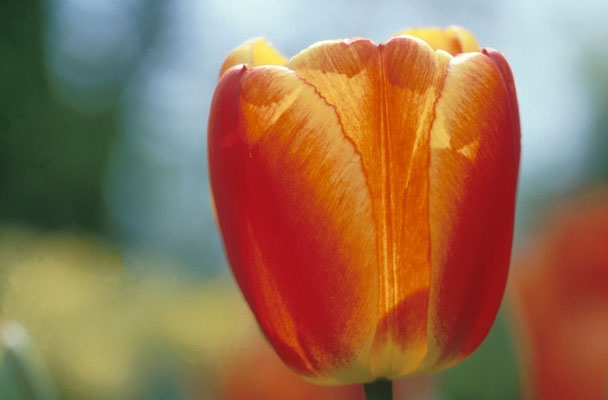 1_52tulpe-©as