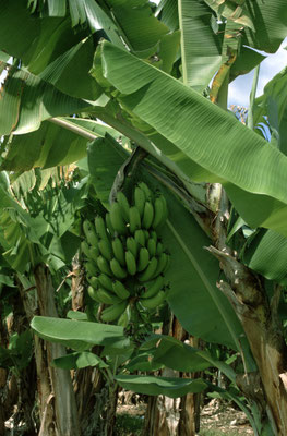 C05.0002_AU_Bananen_©hn