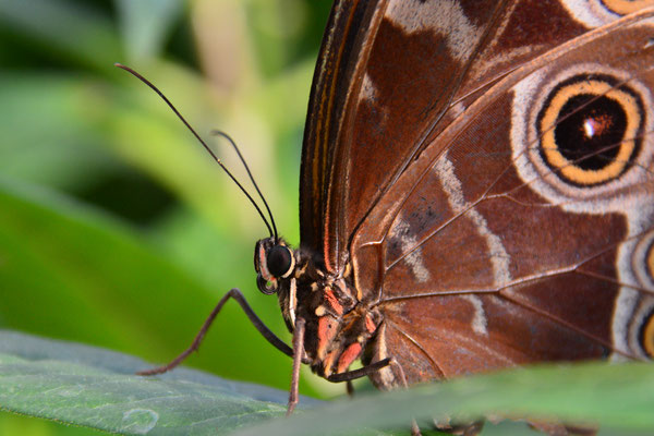 schmetterling_©dw