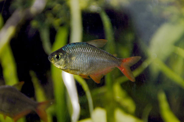 aquarium_©fhn