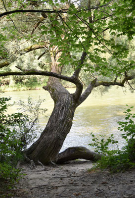 Isarbaum©hn