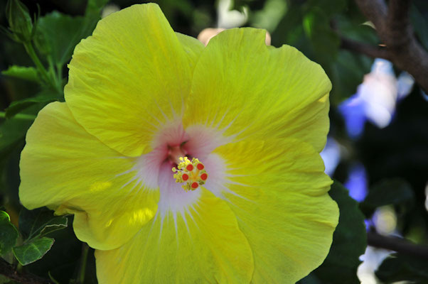 1230gelberhibiscus-©as