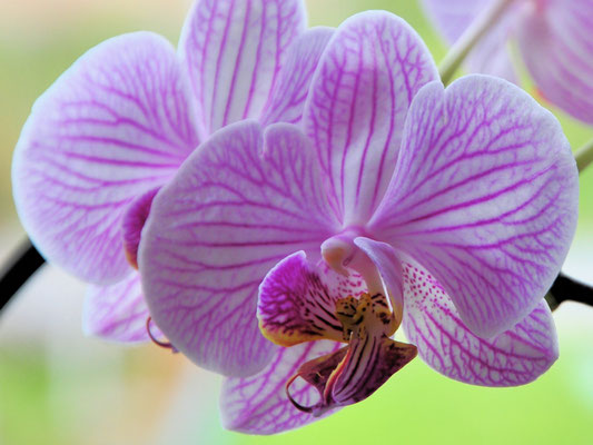 Orchidee©as