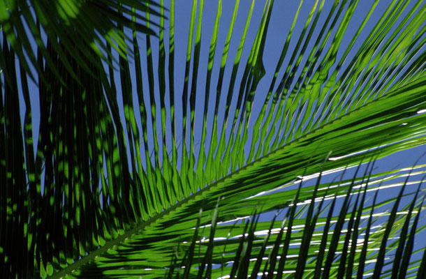 C02.0001.4.N.AU02_19 Palmblatt ©hn