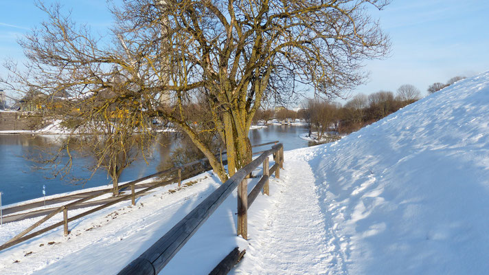 _Baum©foto5 mw