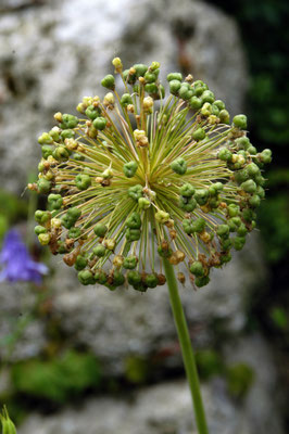 DSC_1846_Knoblauchblüte_©hn