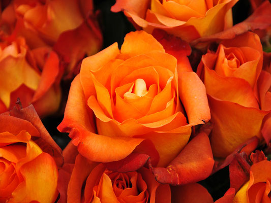 Rose©as
