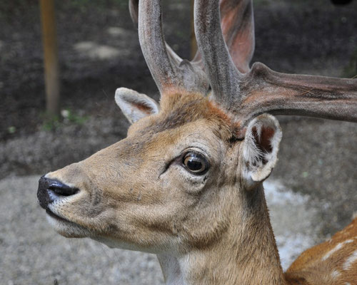 wildpark poing_©as