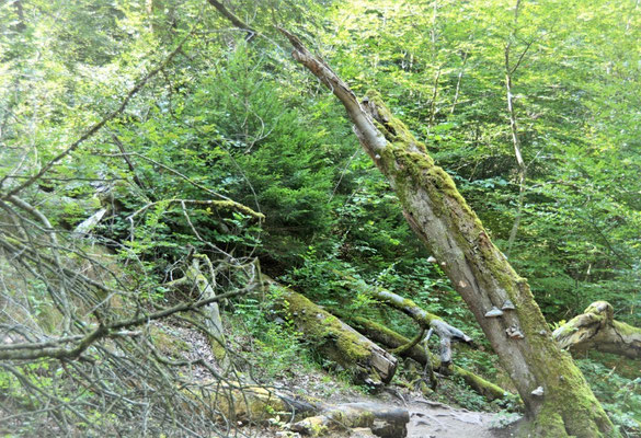 Der schiefe Baum©dw