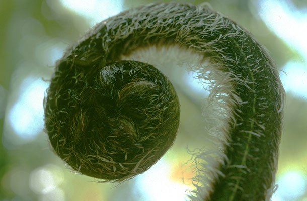 C04.0001_AU_Farntrieb_©hn