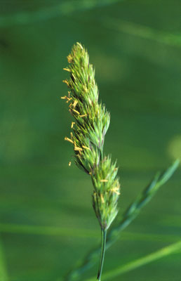 C04.0023_Grasähre_©hn
