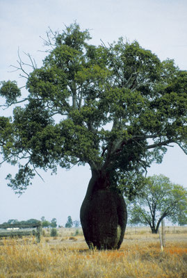 C02.0041_AU_Baobab_©hn
