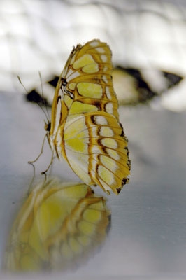 schmetterling_©hn