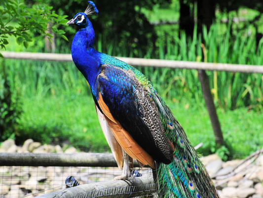Pfau©as